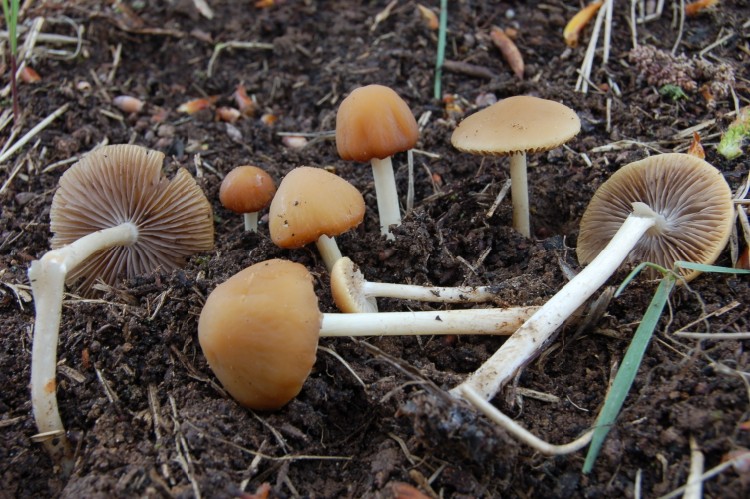 Psathyrella sp (cfr. Psathyrella tephrophylla)
